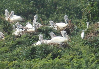 Nellapattu Sanctuary