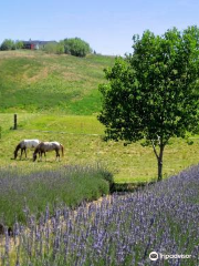 Blue Mountain Lavender Farm