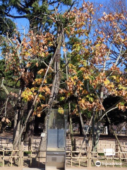 Chinese Parasol Tree That was Exposed to Hiroshima Bombing