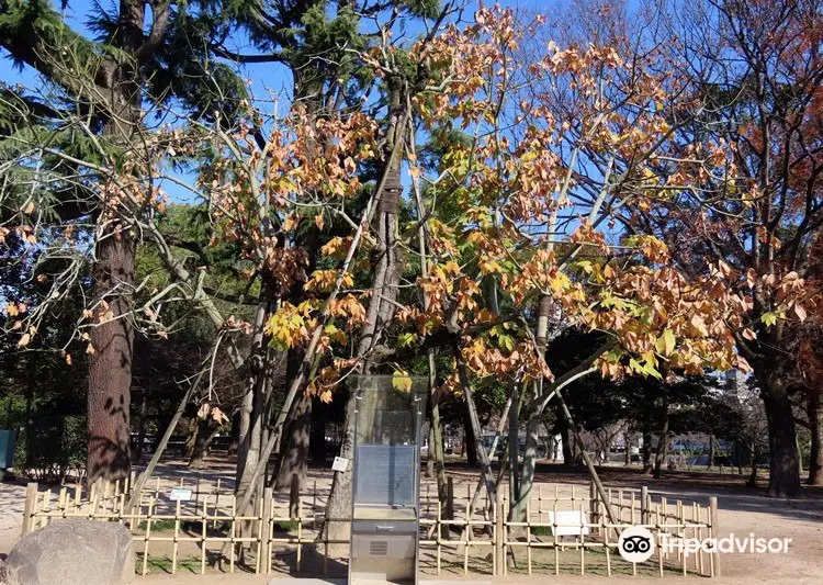 Chinese Parasol Tree That was Exposed to Hiroshima Bombing