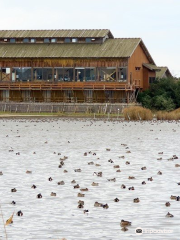 Yonago Waterbird Park