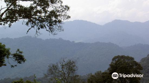 Nyungwe Forest National Park