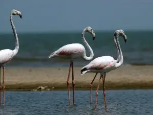 圖爾卡納湖國家公園