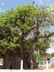 Baobab Tree Pallimunai, Mannar