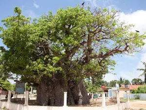 Baobab Tree Pallimunai, Mannar