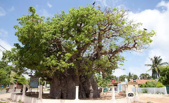 Baobab Tree Pallimunai, Mannar