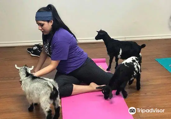 Waco Goat Yoga