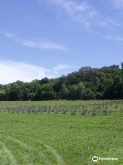 Loess Hills Lavender Farm