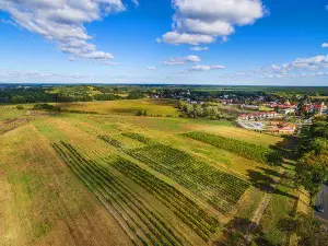 Lubuskie Center for Vinemaking