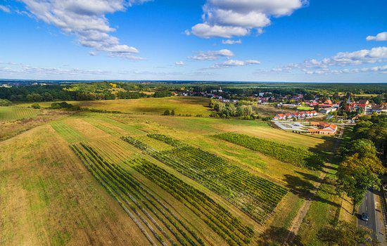 Lubuskie Center for Vinemaking
