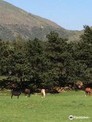 Fattoria I Piani