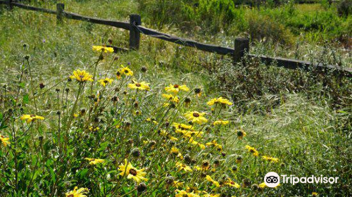 Madrona Marsh