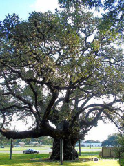 Columbus Live Oak