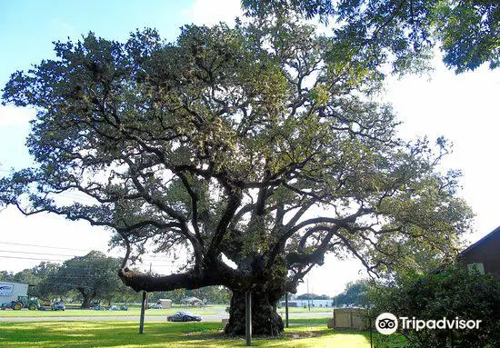 Columbus Live Oak