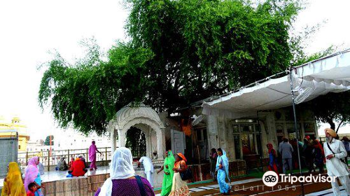 Dukh Bhanjani Ber Tree