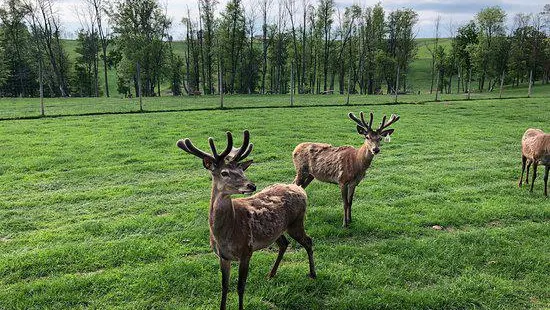 Rolling Hills Red Deer Farm