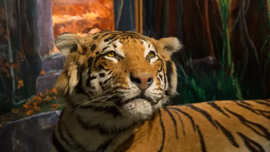 University of Aberdeen Zoology Museum