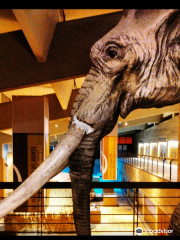 Museo Nazionale del Paleolitico