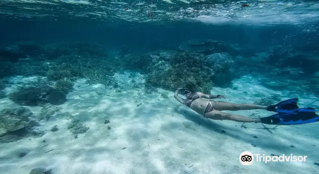 Scuba Diving in Palawan