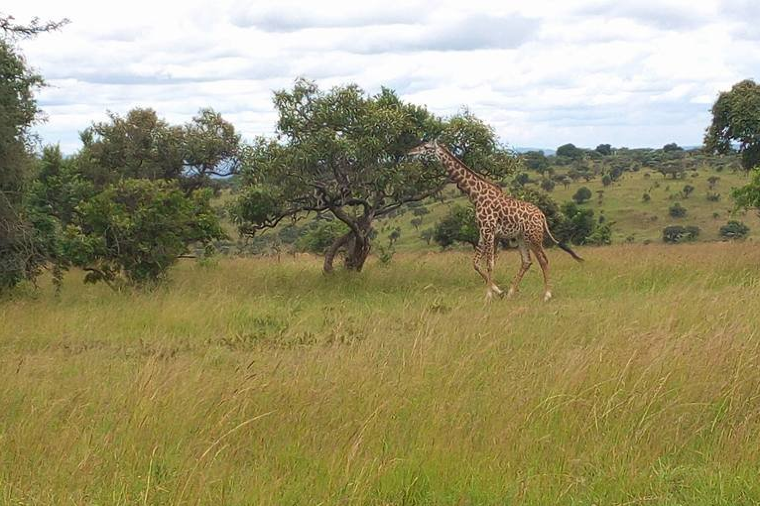 Kiwari Safaris in Kigali