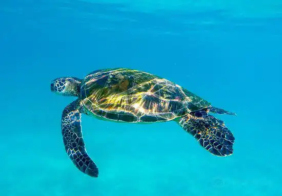 Hoteles cerca de Maluaka Beach