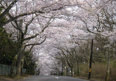 伊豆高原 桜並木