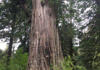 Prairie Creek Redwoods State Park