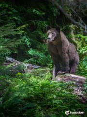 Grizzly Bear Interpretive Centre