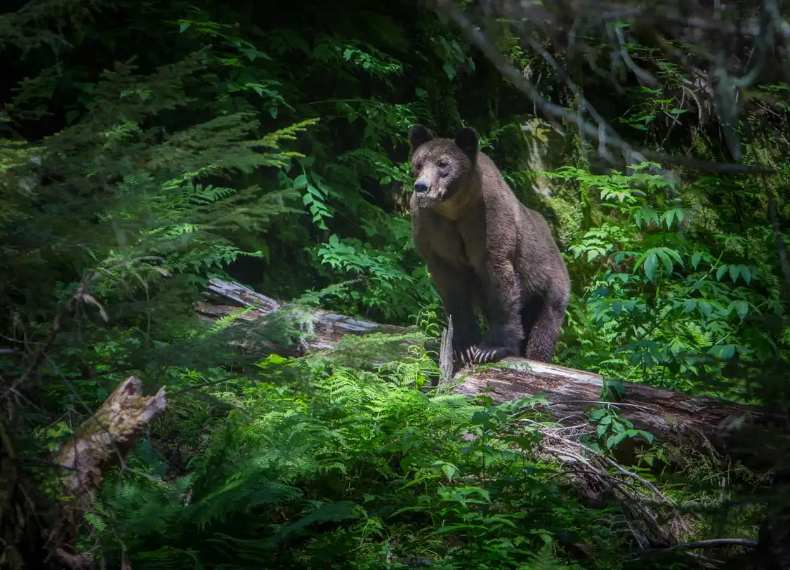 Hotels in der Nähe von Grizzly Bear Interpretive Centre