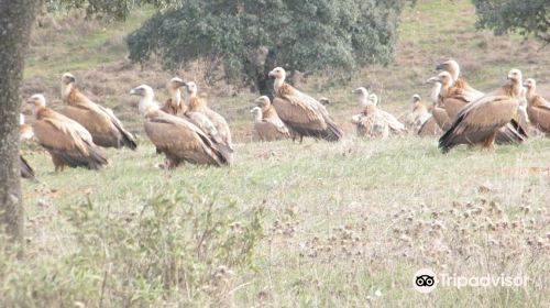 Centro Andaluz de la Fauna Salvaje