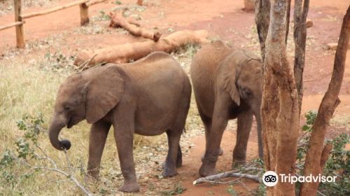 Lilayi Elephant Nursery