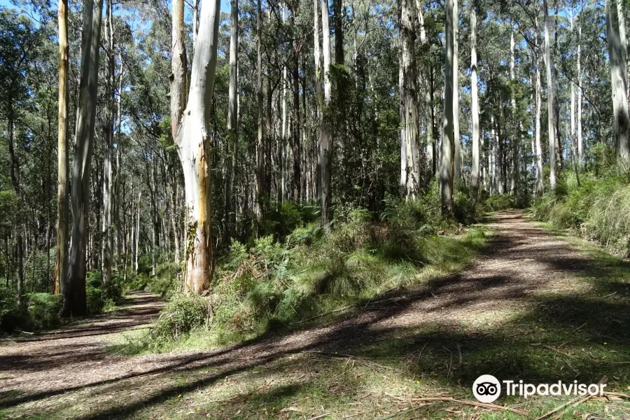 O'Shannassy Aqueduct Trail