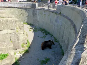 Fossa degli orsi