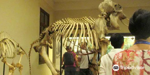 Zoological Museum