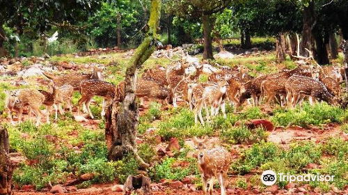 Tirumala Deer Park Reserve