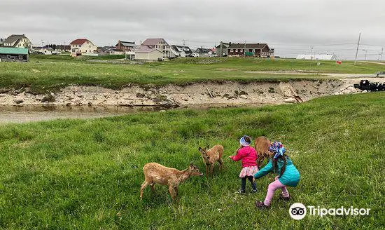 Anticosti Island