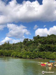 Gesashi Bay's Mangrove Forest