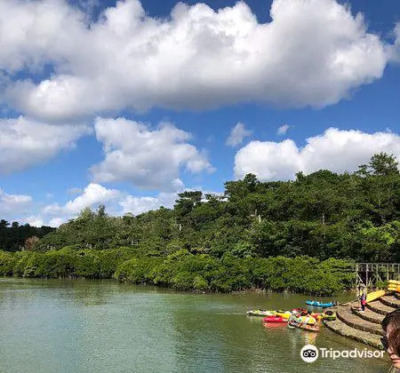 Gesashi Bay's Mangrove Forest