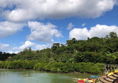 Gesashi Bay's Mangrove Forest