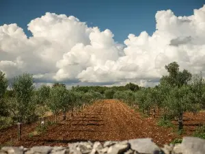 Chiavalon Organic Extra Virgin Olive Oil