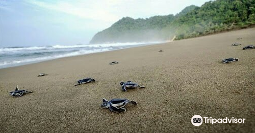 Sukamade beach