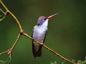 Paton Center for Hummingbirds