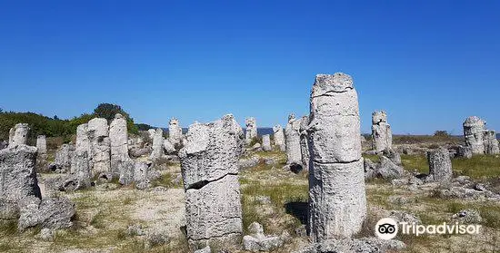 Stone Forest