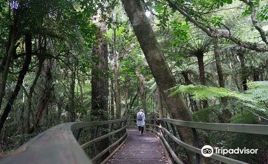 Manginangina Kauri Walk