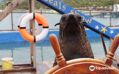 Seals Show