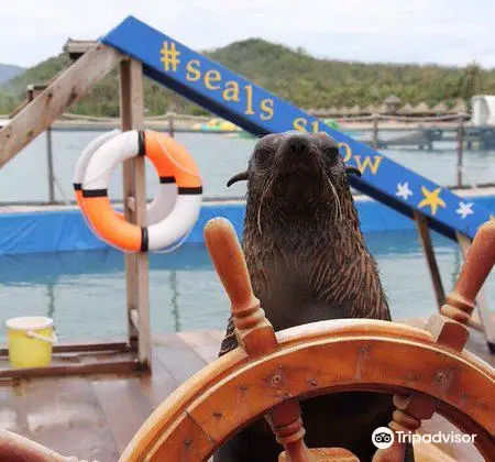 Seals Show