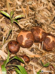 Kokob Rafflesia Conservation Garden