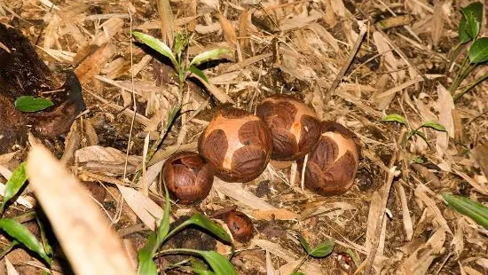 Kokob Rafflesia Conservation Garden