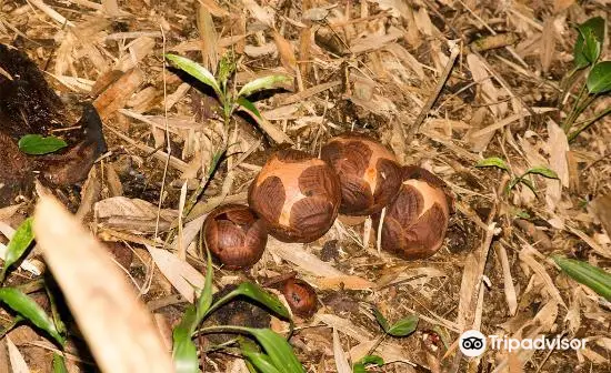 Kokob Rafflesia Conservation Garden