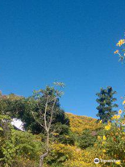 Hua Mae Kham Sunflower Forest Park